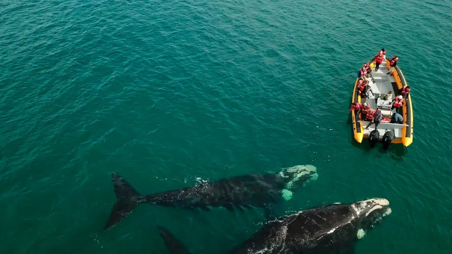 ballenas-puerto-sae_e377c7