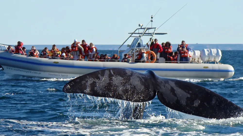 avistaje-de-ballenas-en-Puerto-Madryn-y-Puerto-Piramides-61