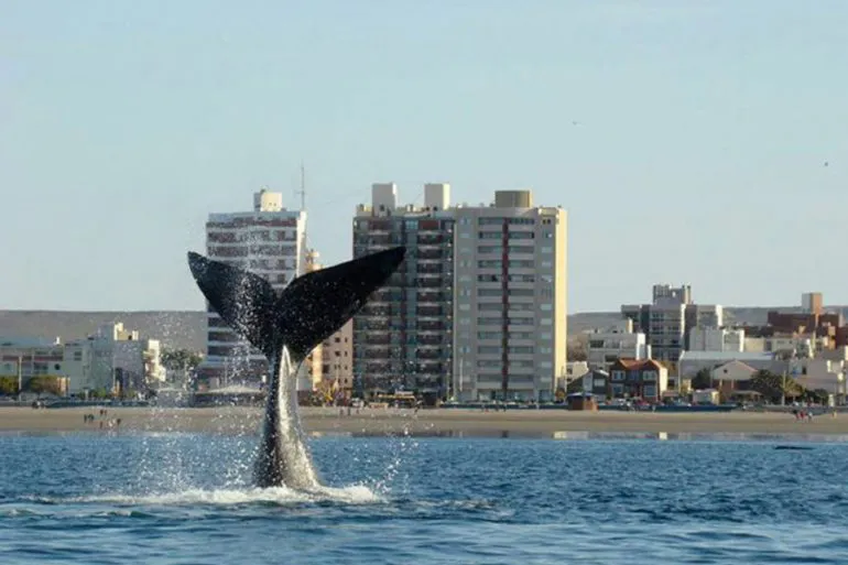 Ballenas-Madryn