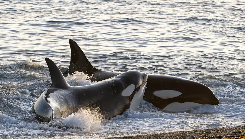 d3b2d3f5-34e8-4317-9aa7-2090f7c027d9