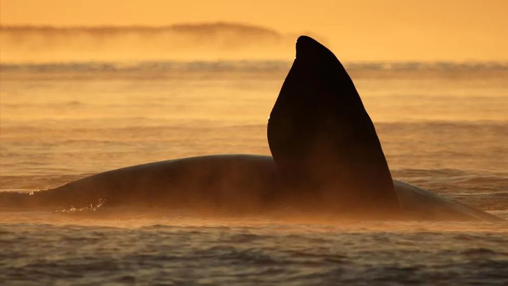 fb006b57-299e-48c1-a720-0dd84461f315