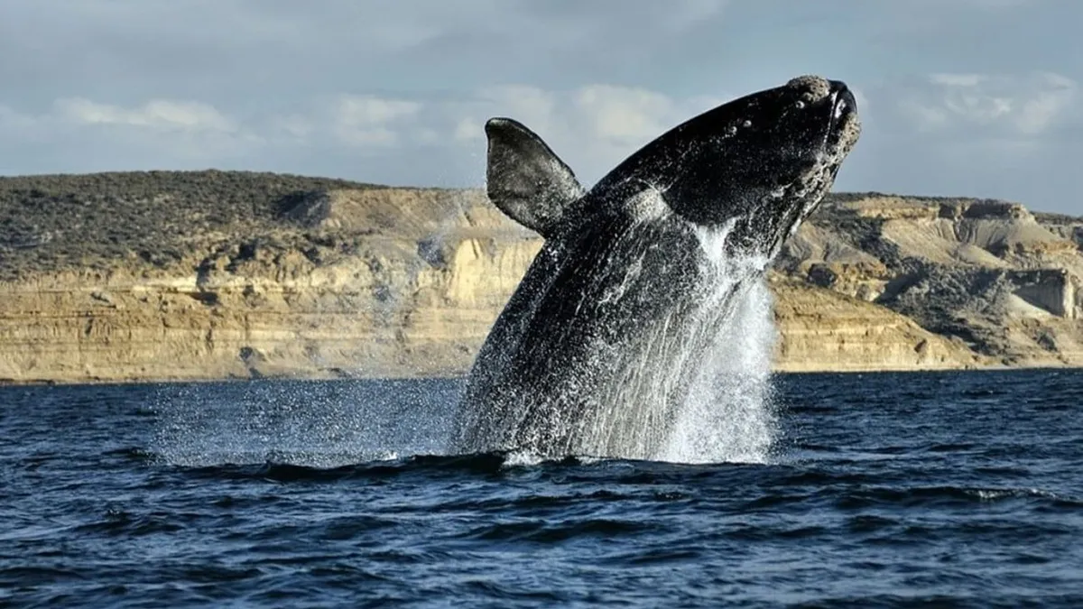 ballenas-puerto-madrrynjpg