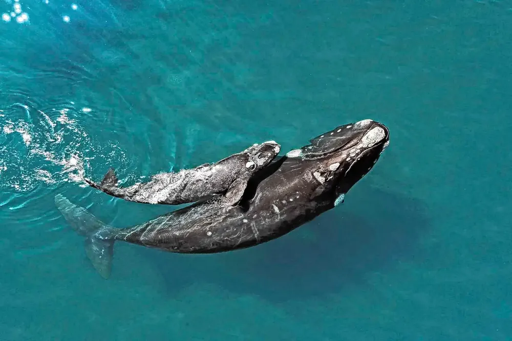 proyecto-siguiendo-ballenas-peninsula-valdes-4