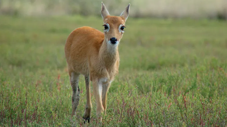 venado2