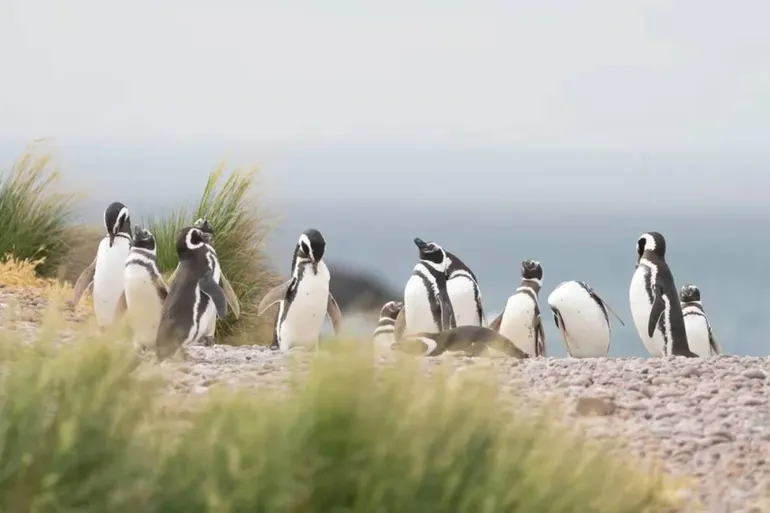 pinguinospunta-tombojpg.jpg