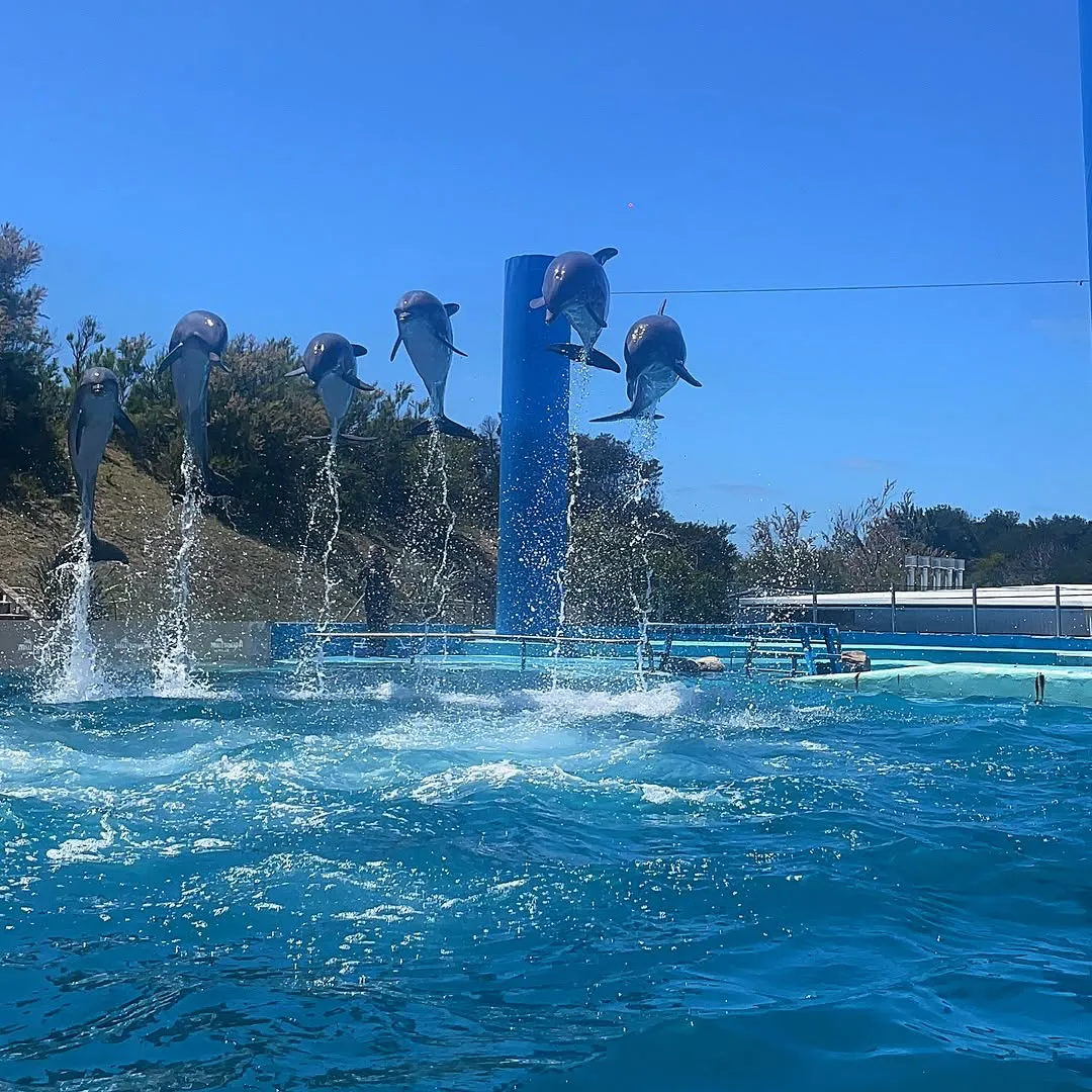 SaveClip.App_469311944_18376594354111431_7019339575459421191_n