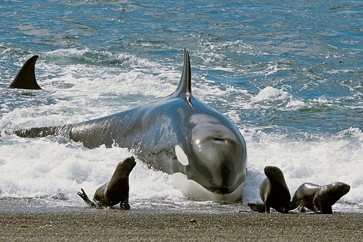 Orcas-beaching-to-catch-seals