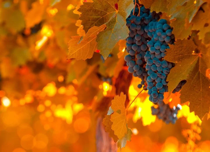 los-vinedos-se-pintan-de___4-2fTpkg4_720x0__1