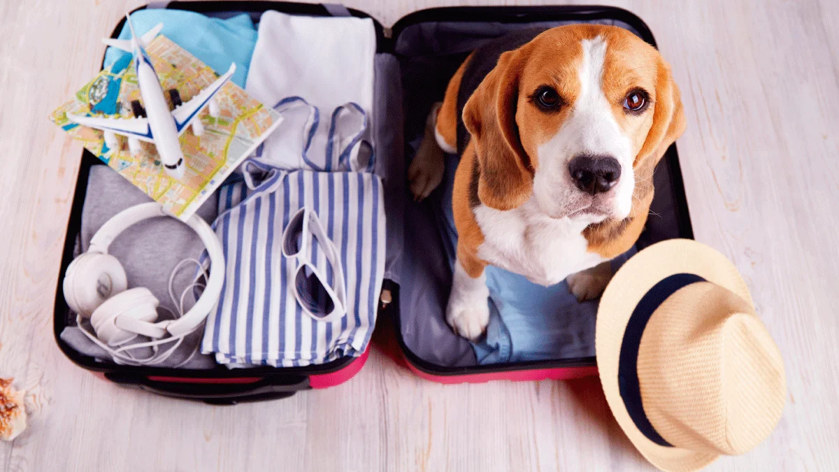 Viajar-con-mascotas-Recomendaciones-para-viajar-con-tu-perro
