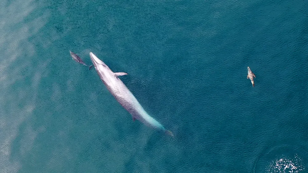 Ballena-Sei-y-delfin-nariz-de-botella-1-scaled