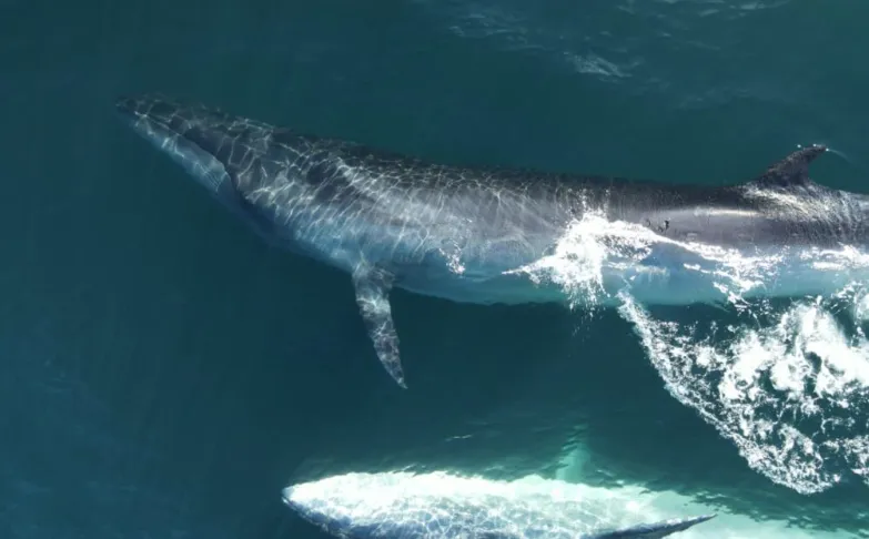 b84bab91-64a7-4cfe-82ae-bb7d9681d2d1