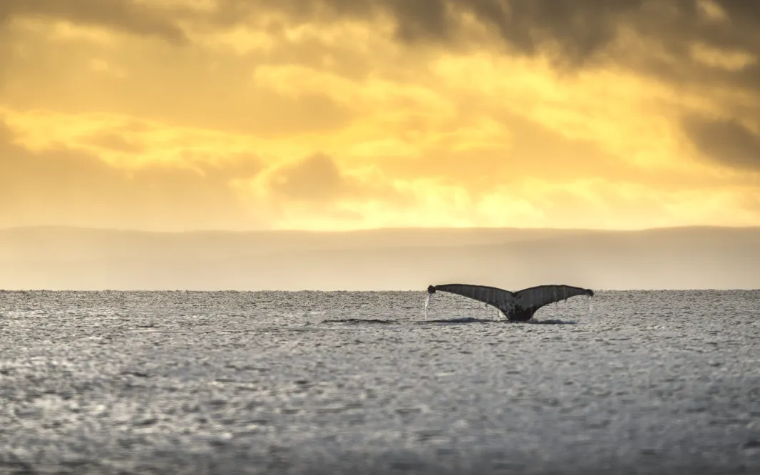 f2621ff4-2c18-493a-b949-520af498e4c4