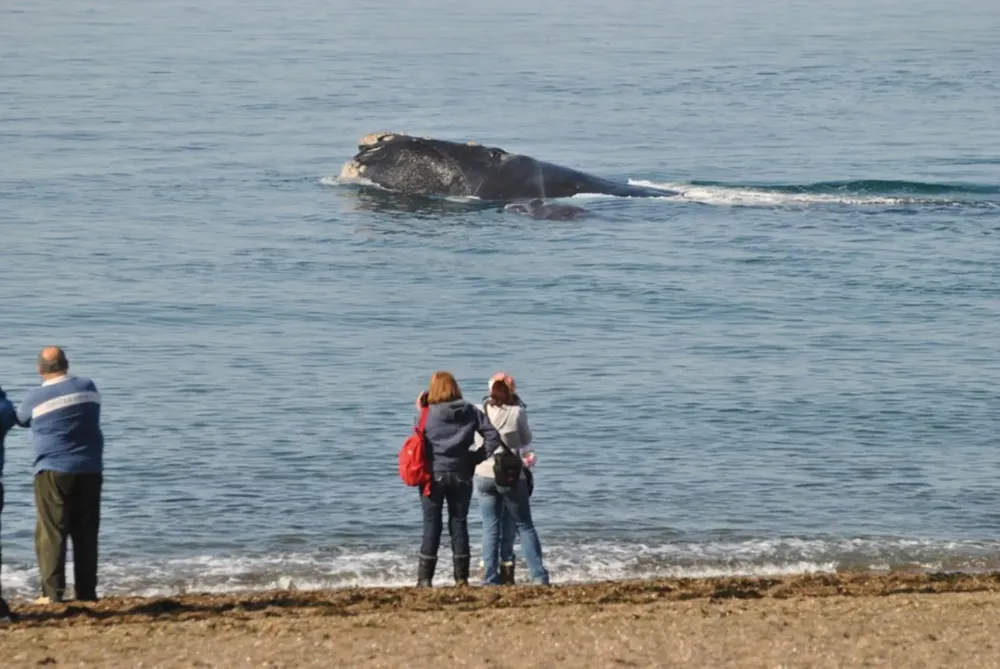 Avistaje-de-ballenas-en-El-Doradillo