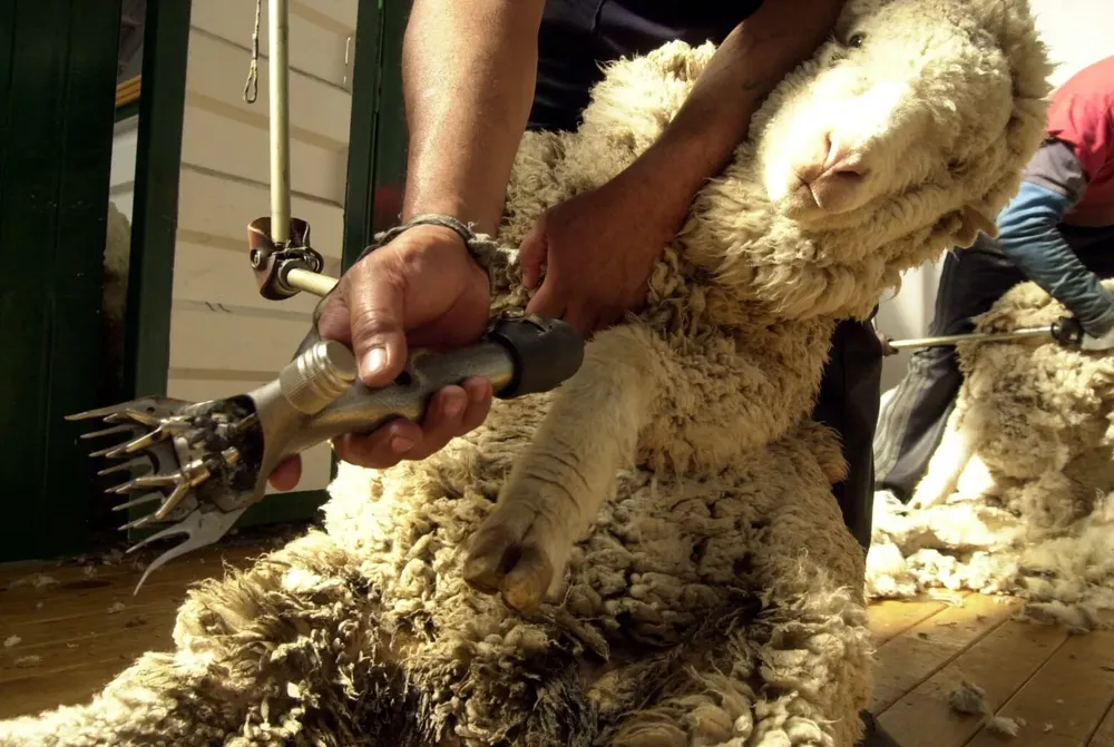 festival-de-la-esquila-e1705610990198