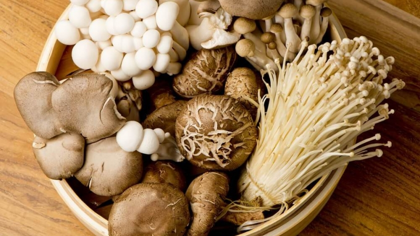 hongos (1)