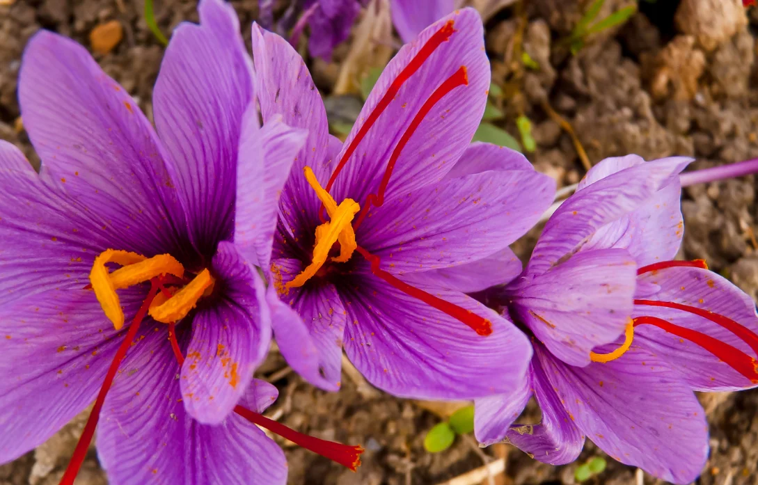 ed26c7ed-ff53-40f6-b904-4bf3f3155737