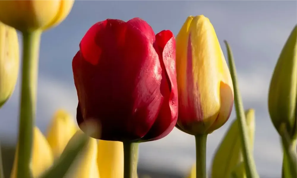 46104235_1905716979513788_7420999224520605696_n