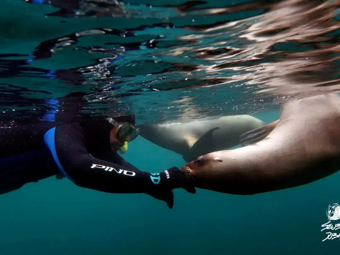 489031391_1297367821818497_7762206408003676306_n