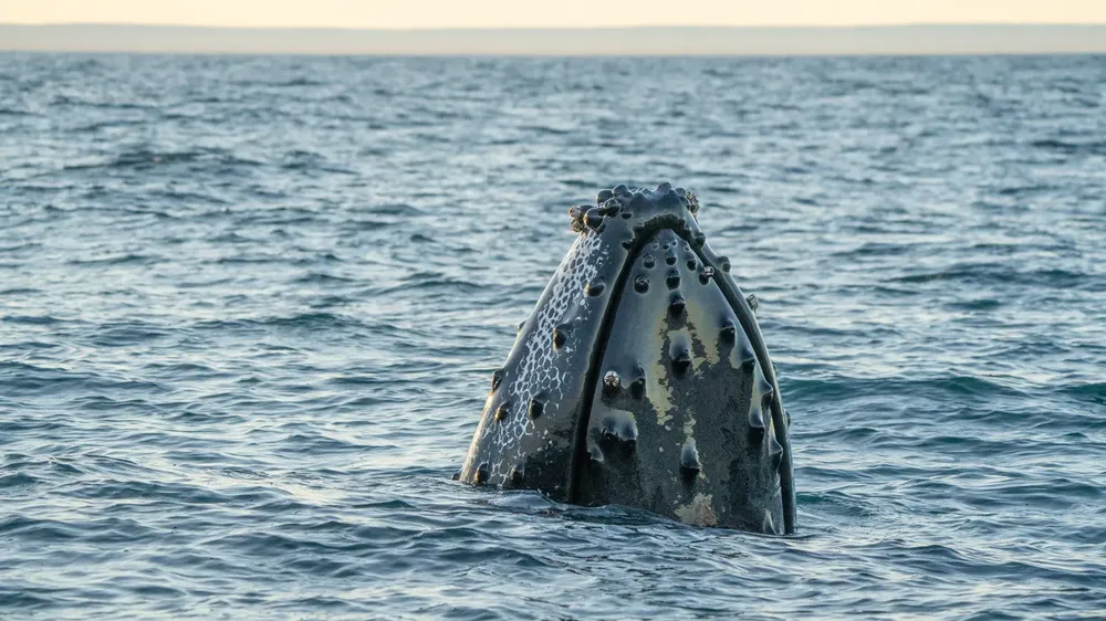 Ballenas Jorobadas _ Mayo 2025_Patagonia Azul_Horacio Barbieri_-39