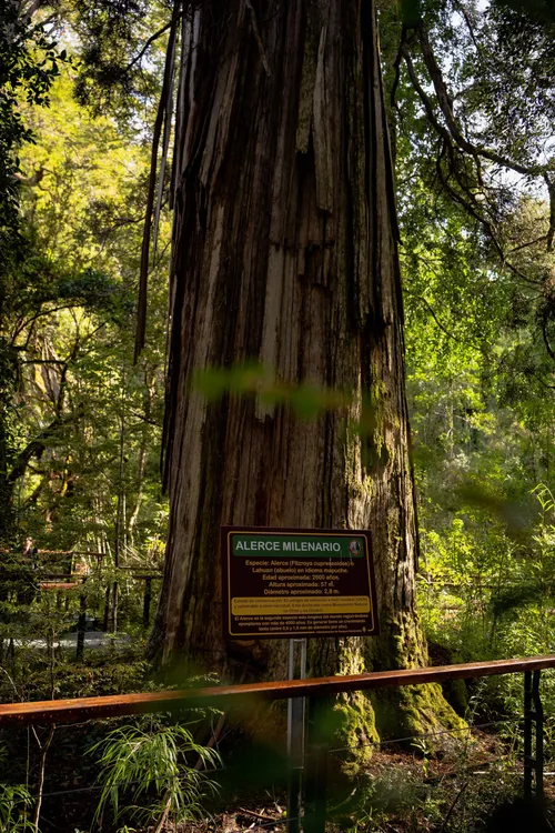 Parque Nacional Los Alerces - Alerce Milenario