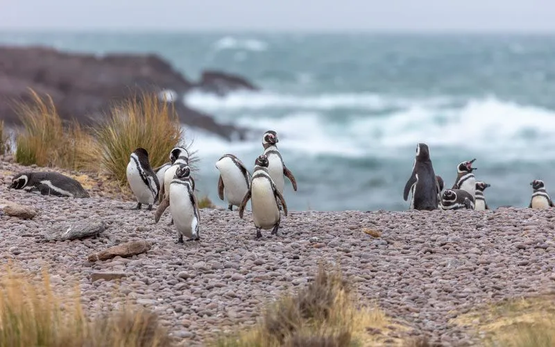 pinguinos