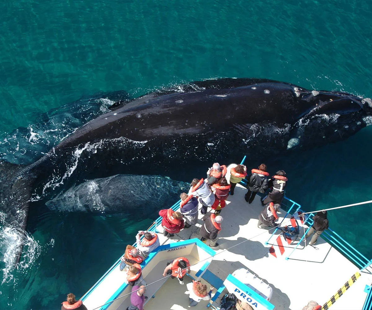 ballenas1 (1)