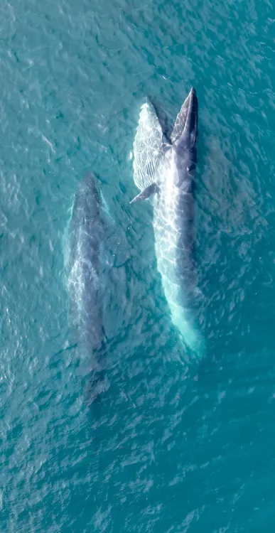 WhatsApp Image 2025-06-30 at 6.52.54 PM (1)