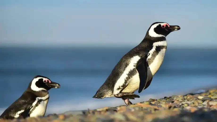 Pinguinos-Magallanes-microplasticos