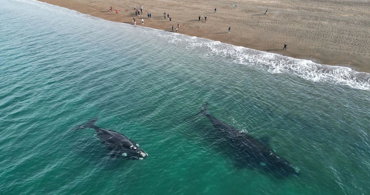 ballenas-mejor-lugar-bis