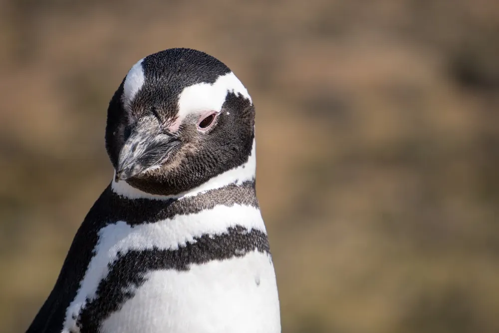 pinguino