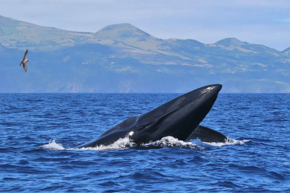 Sei-Whale