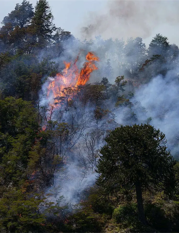 4fe67c53-incendios-en-pn-lanin-©-federico-soto-greenpeace-02-683x1024
