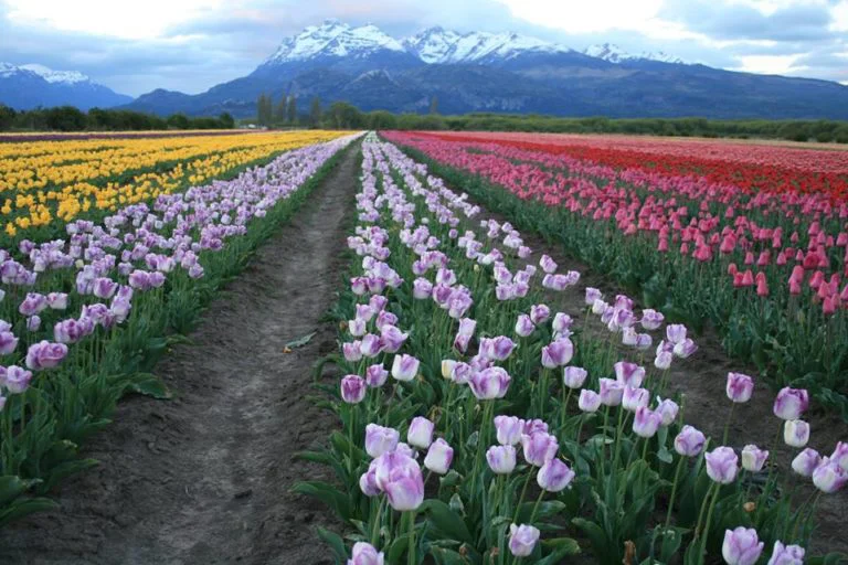 tulipanes-vista-768x512