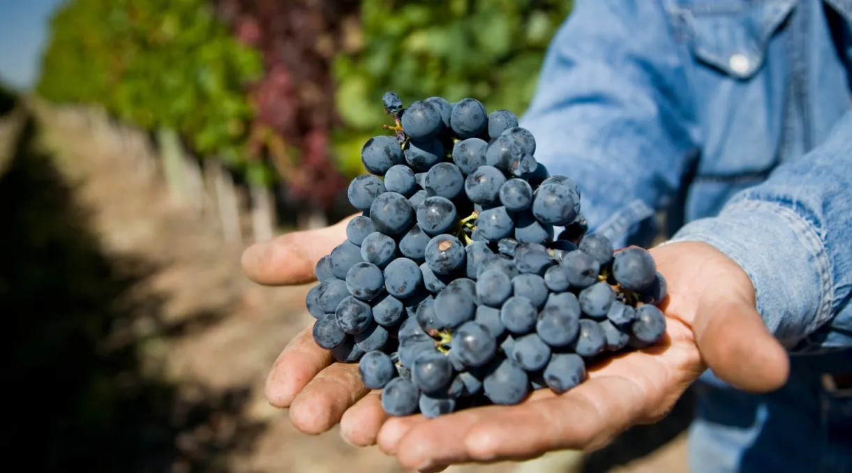 45c1b953-4f9f-47aa-93bb-f44e807ff9d4